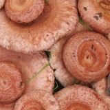 Kako zamrznuti valove za zimu u zamrzivaču kod kuće